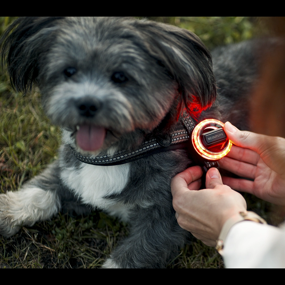 Scoutlite BlinkO
